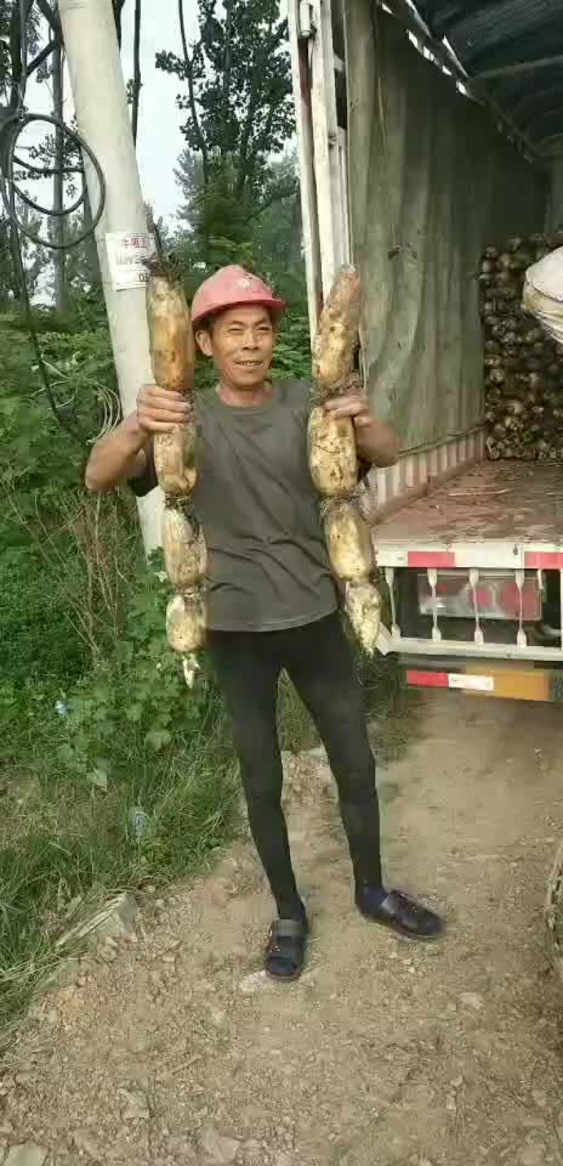 鄂莲6号