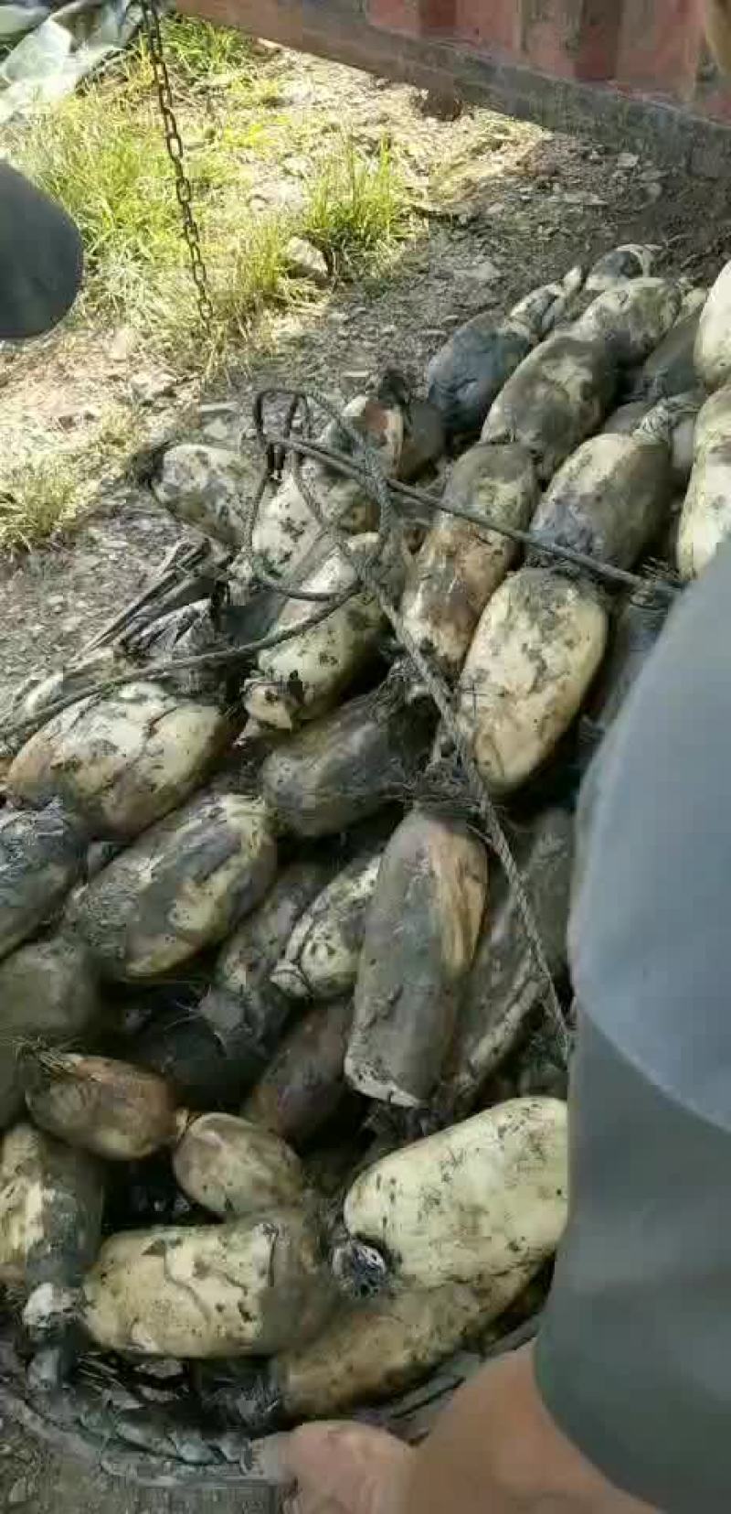 鄂莲6号