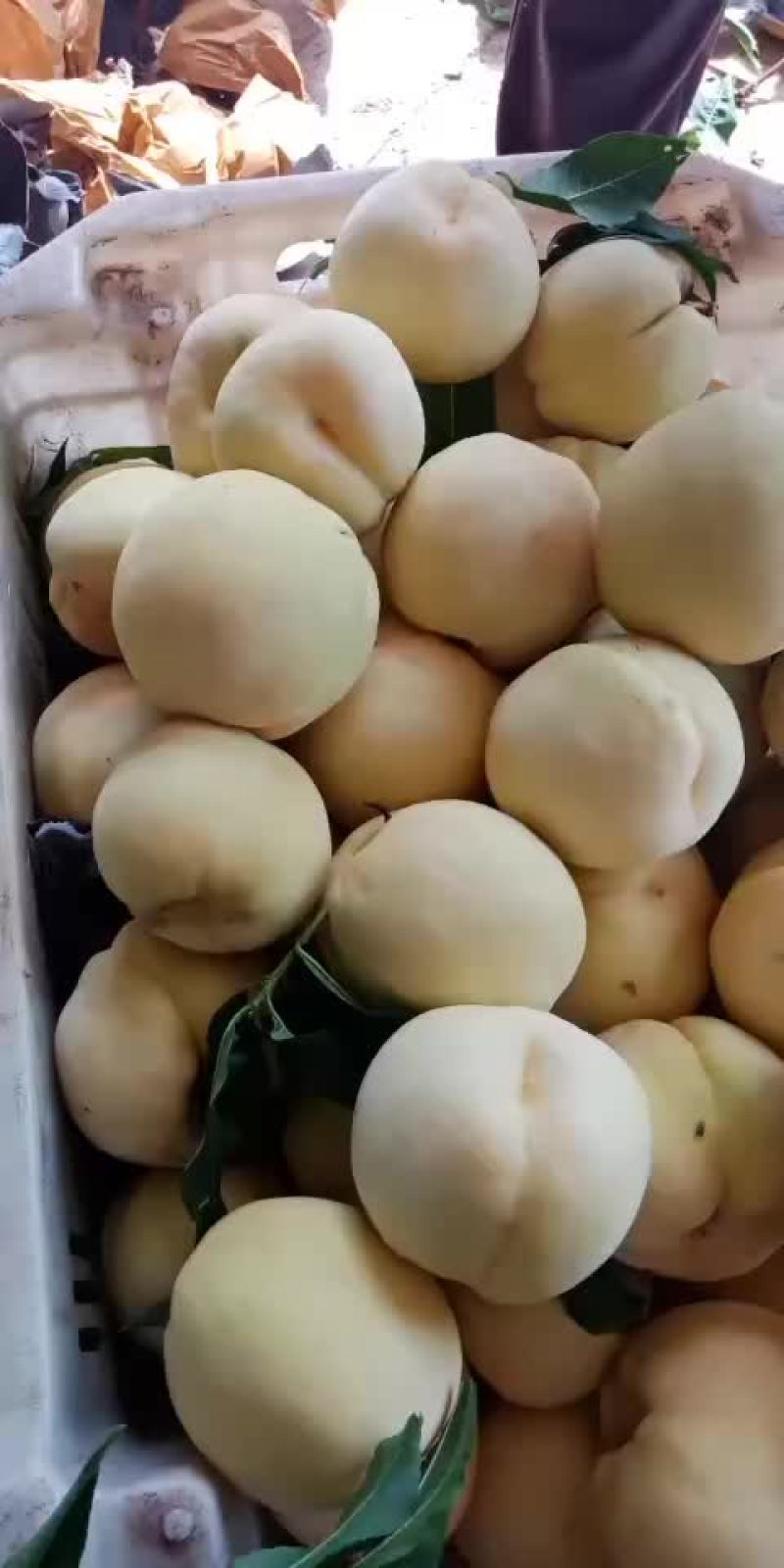 白桃六两到七八两