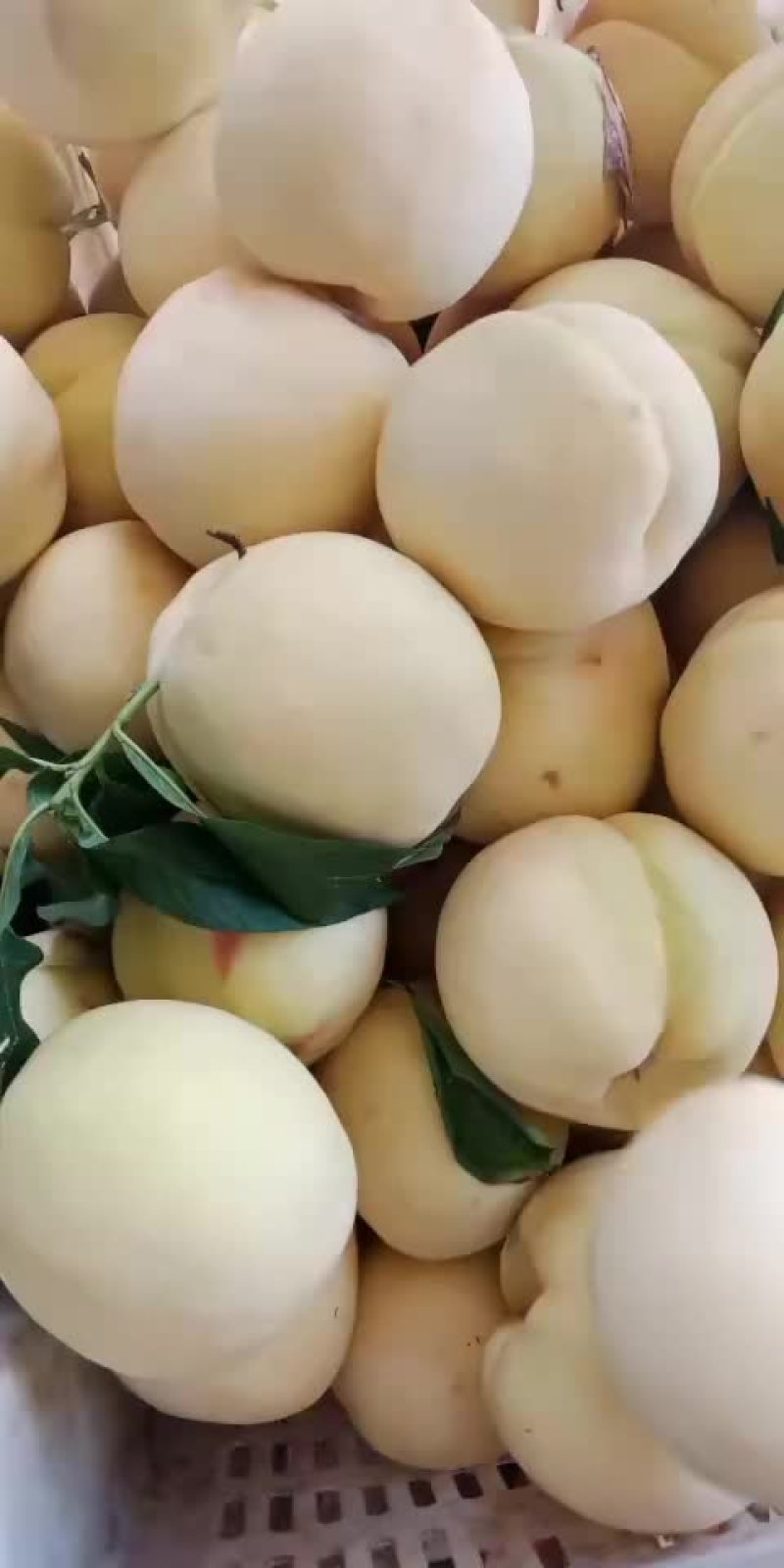 白桃六两到七八两