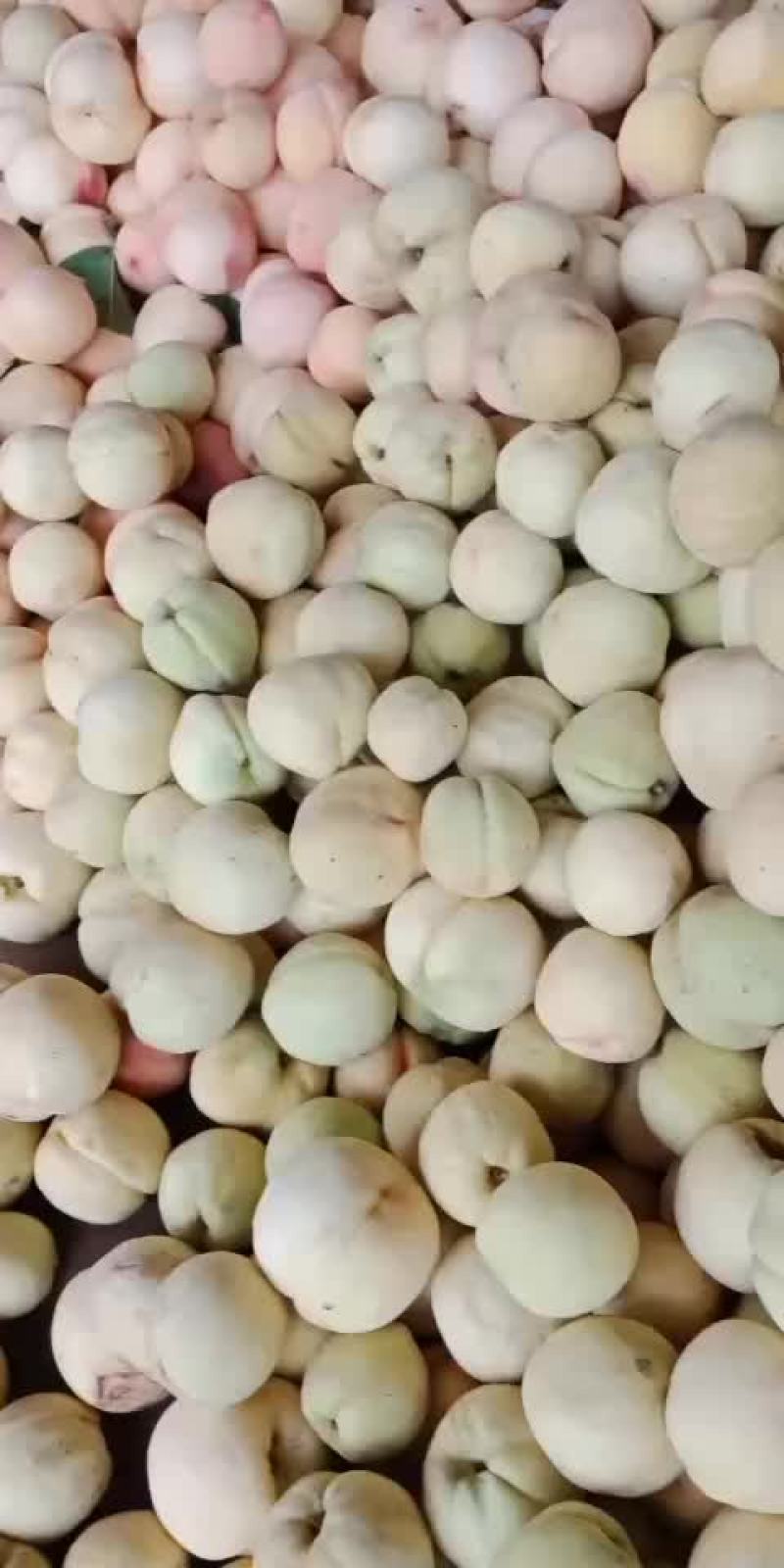 白桃
