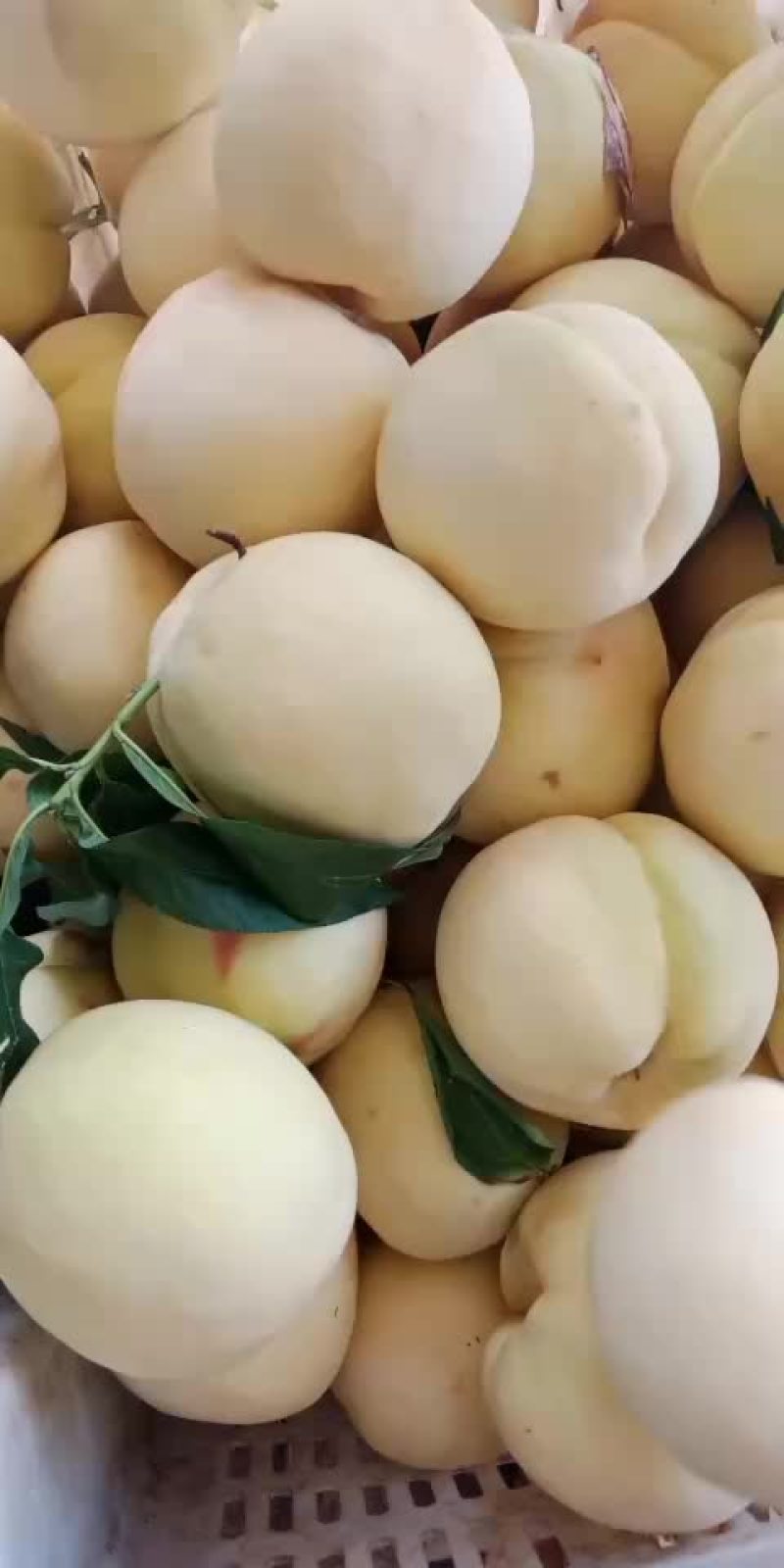 白桃