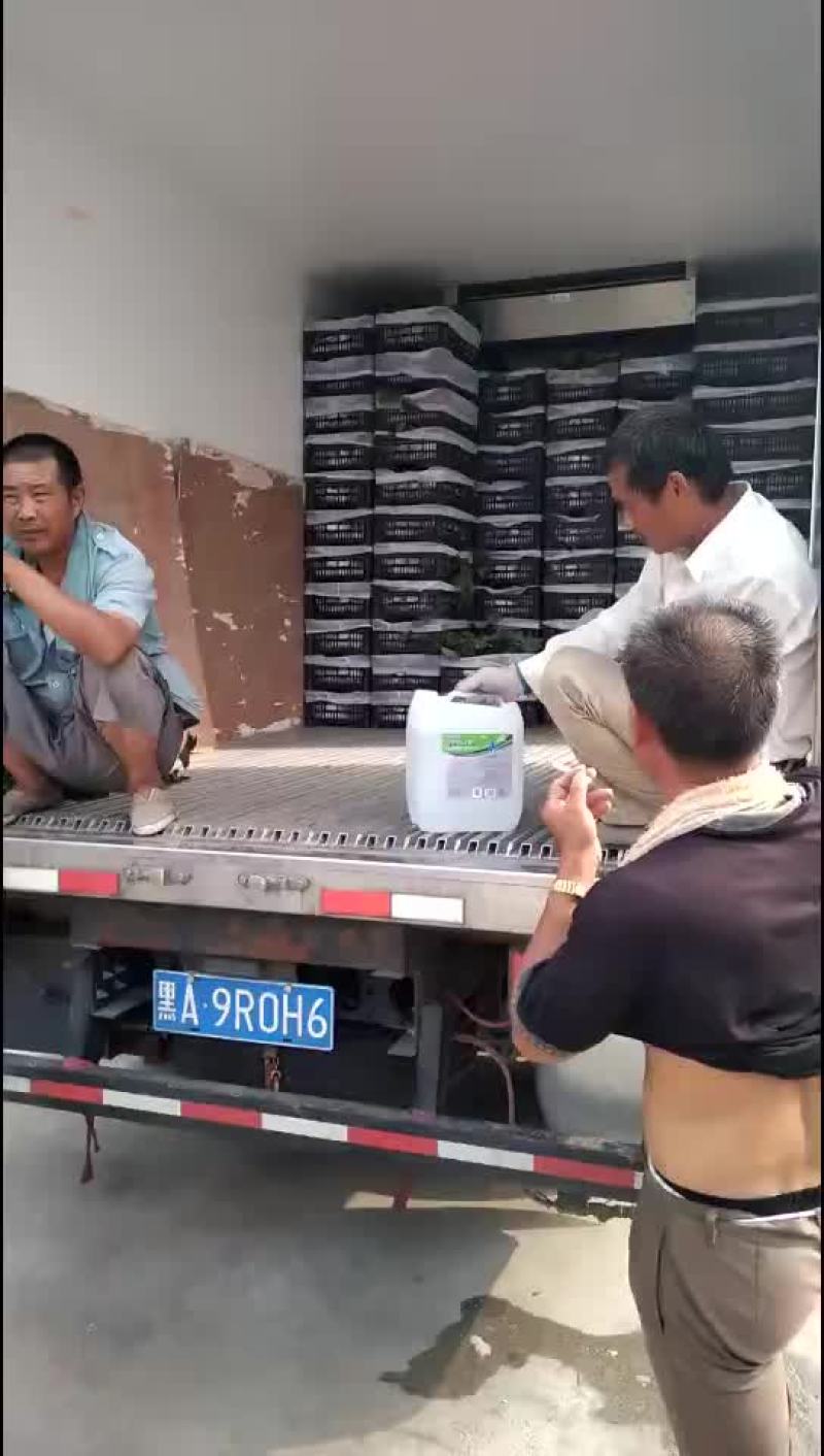 巨峰葡萄基地大量现货