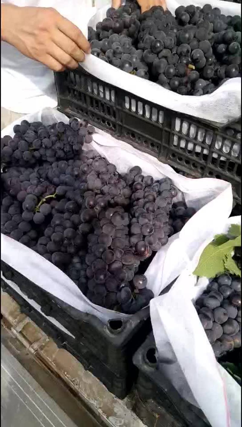 巨峰葡萄基地大量现货