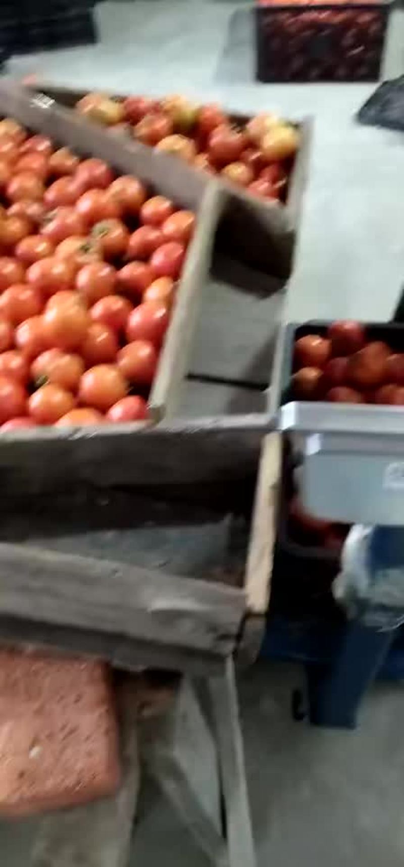 西红柿