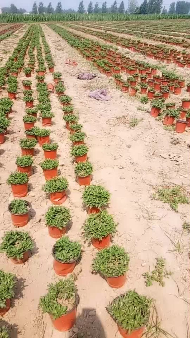 国庆菊