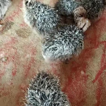 大型正规驼鸟繁育基地欢迎你的加入