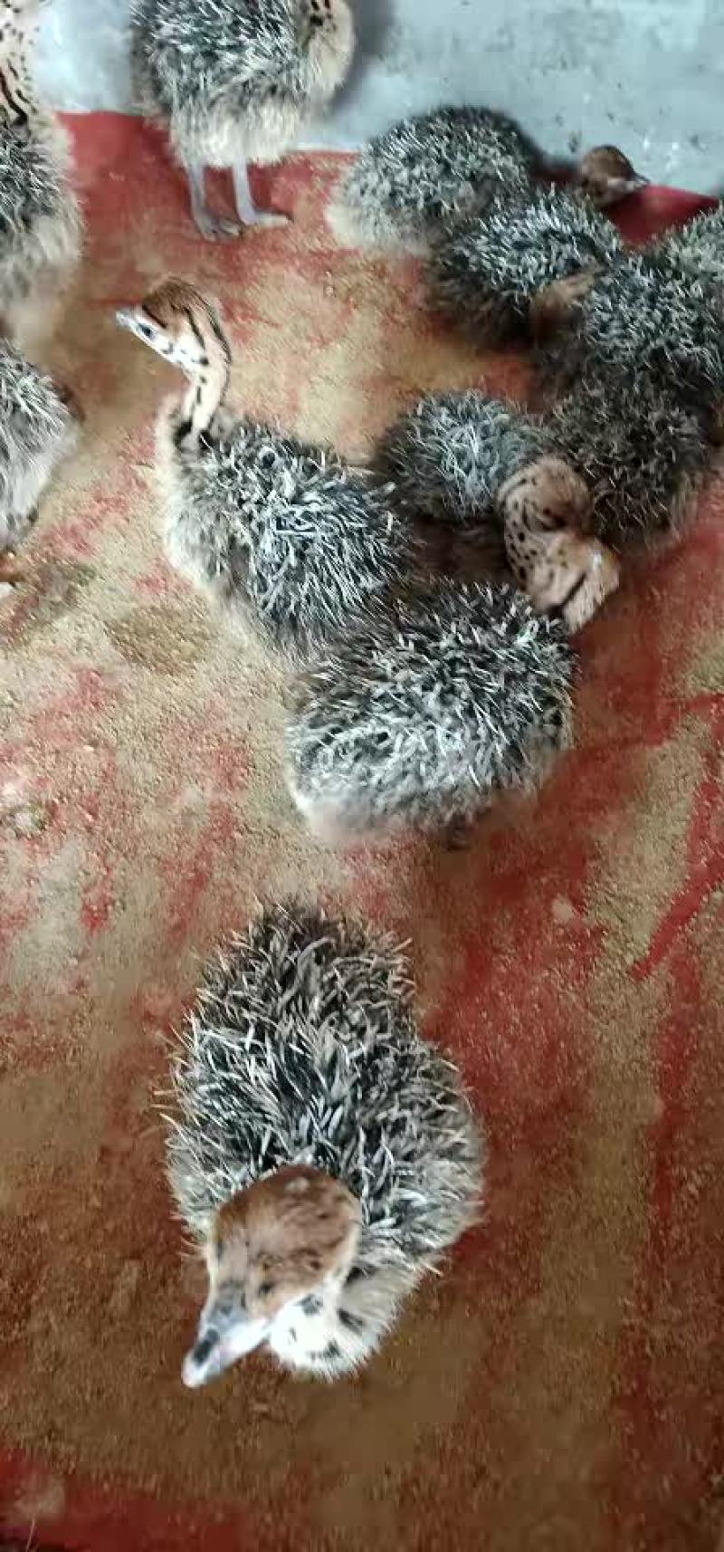 大型正规驼鸟繁育基地欢迎你的加入
