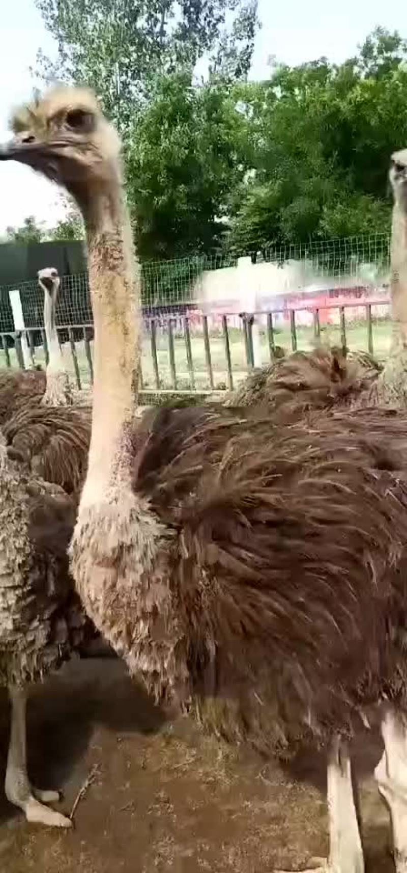 大型正规驼鸟繁育基地欢迎你的加入