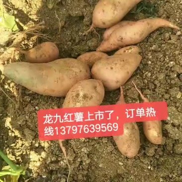 龙久红薯上市了，