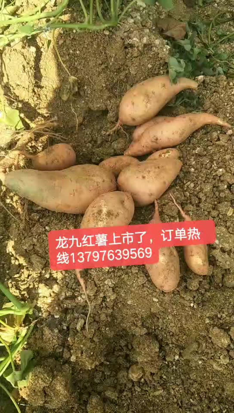 龙久红薯上市了，