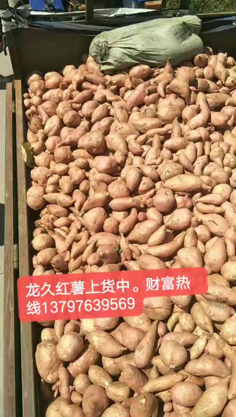 龙久红薯上市了，