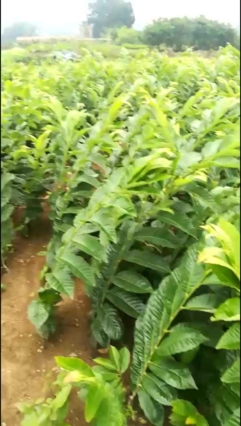 板栗苗
