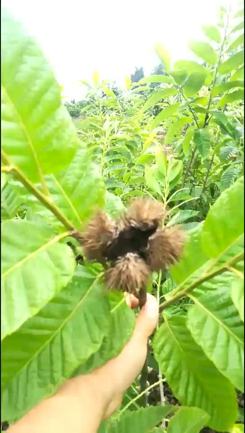 板栗苗