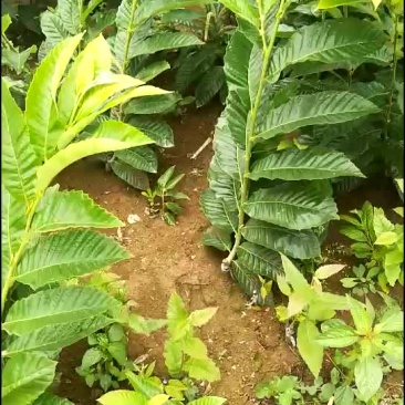 板栗苗