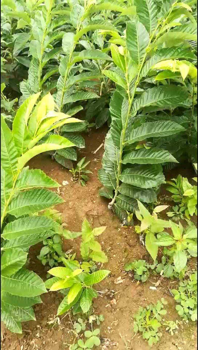 板栗苗