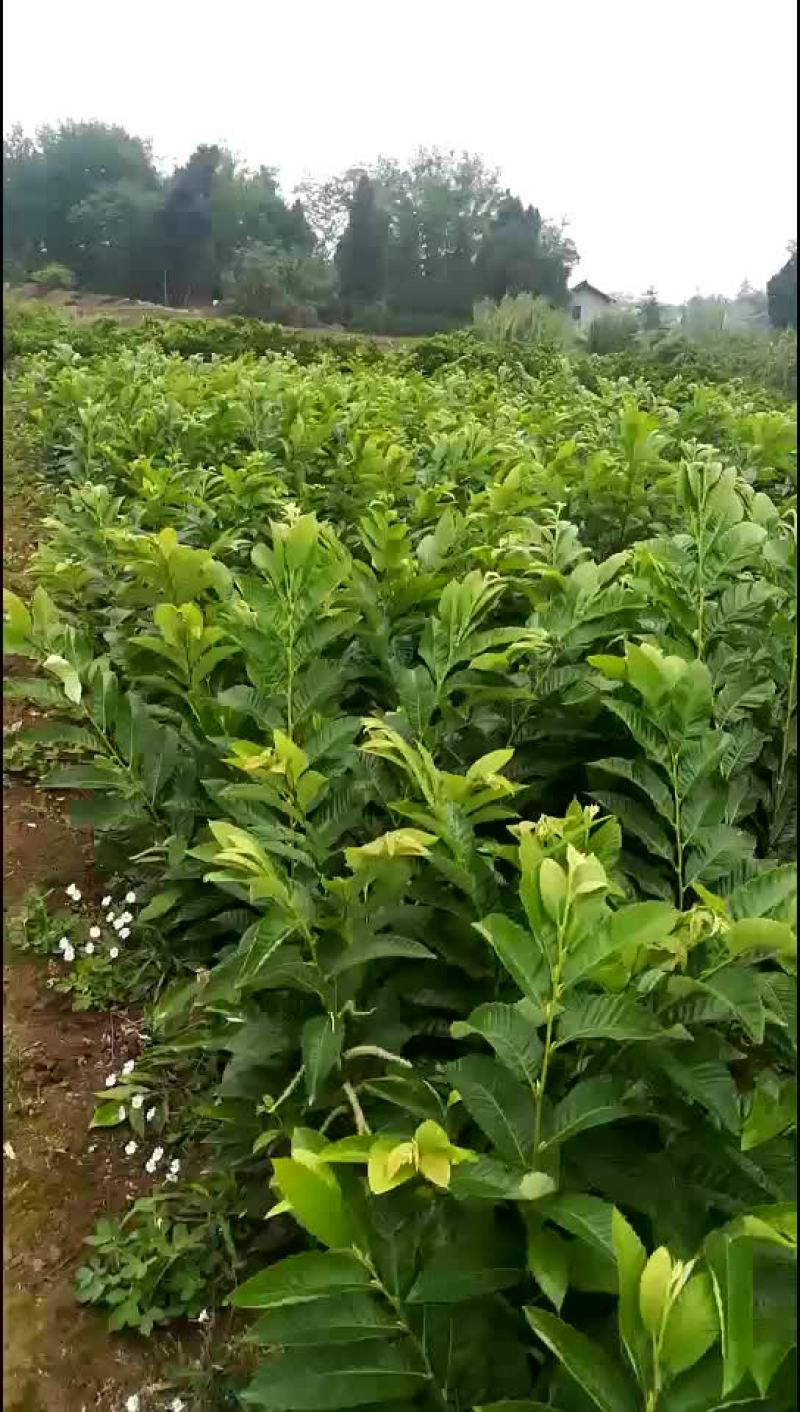 板栗苗