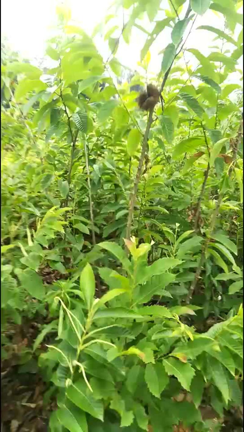 板栗苗