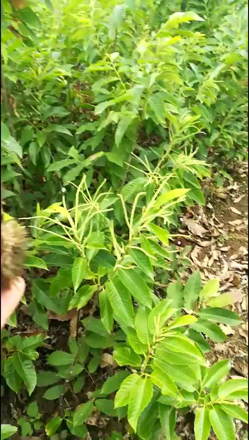 板栗苗