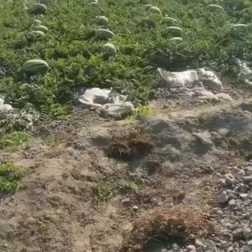 宁夏硒砂瓜