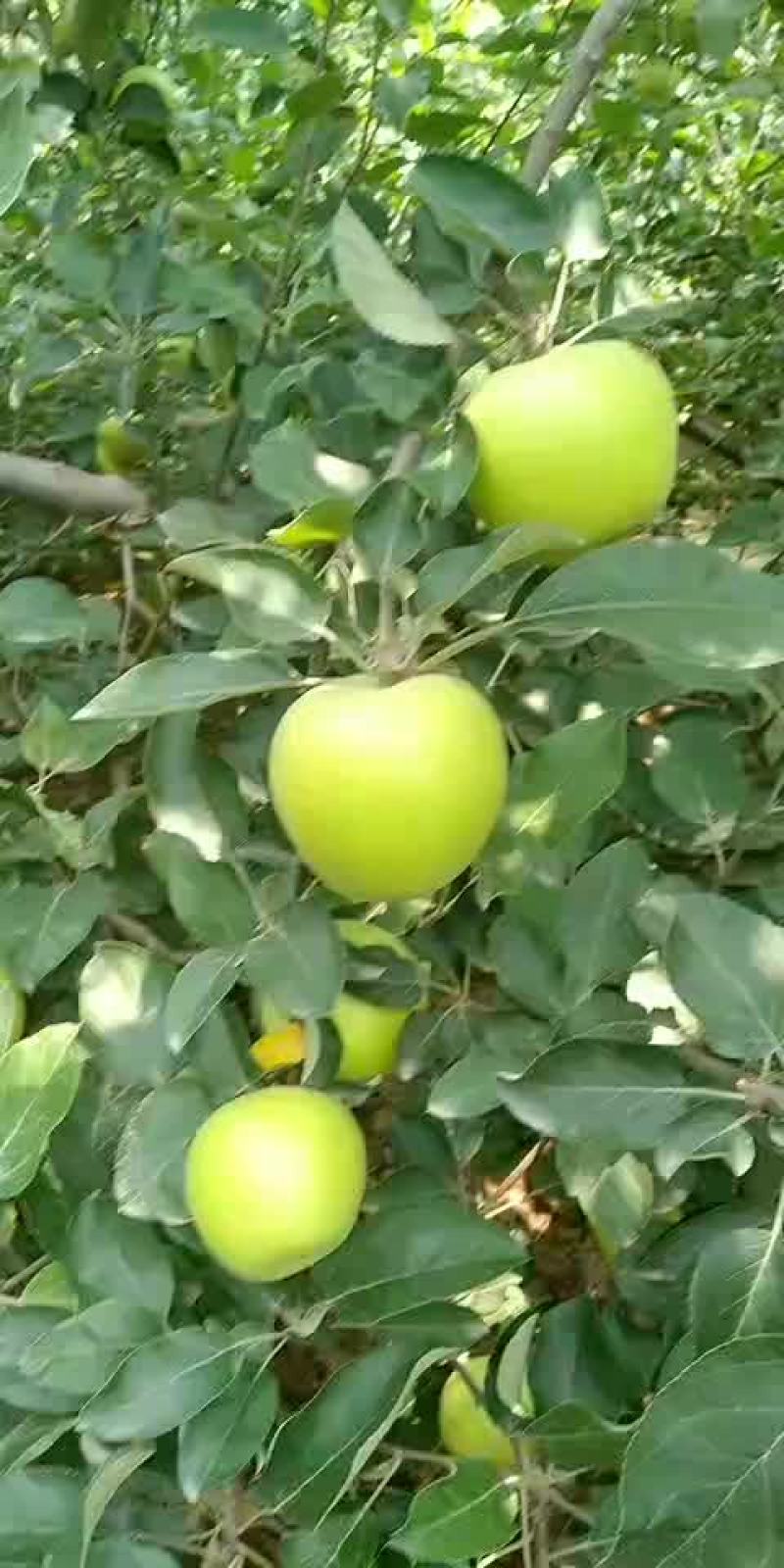 青苹果红苹果大量批发