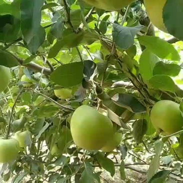 青苹果红苹果大量批发