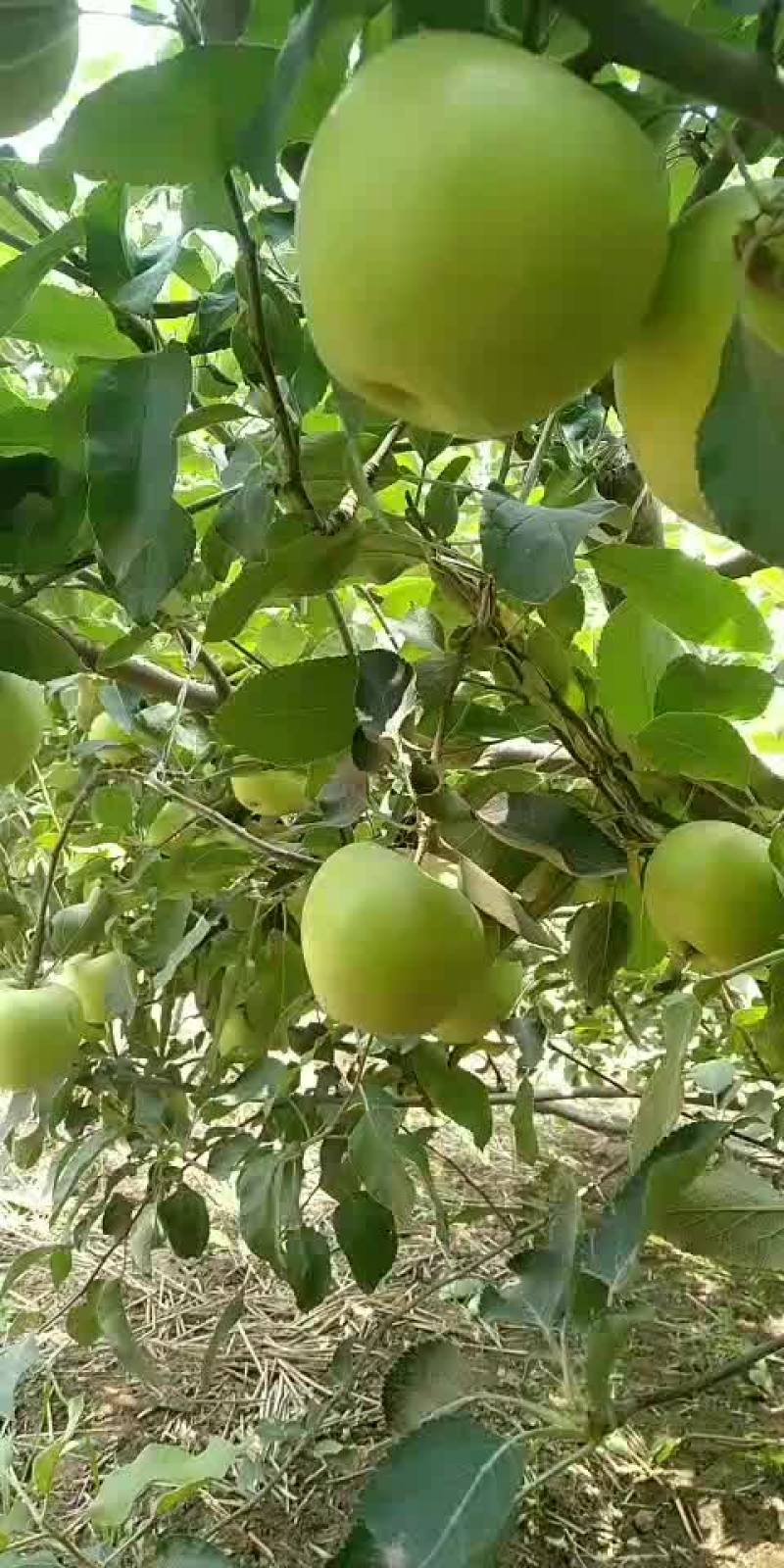 青苹果红苹果大量批发