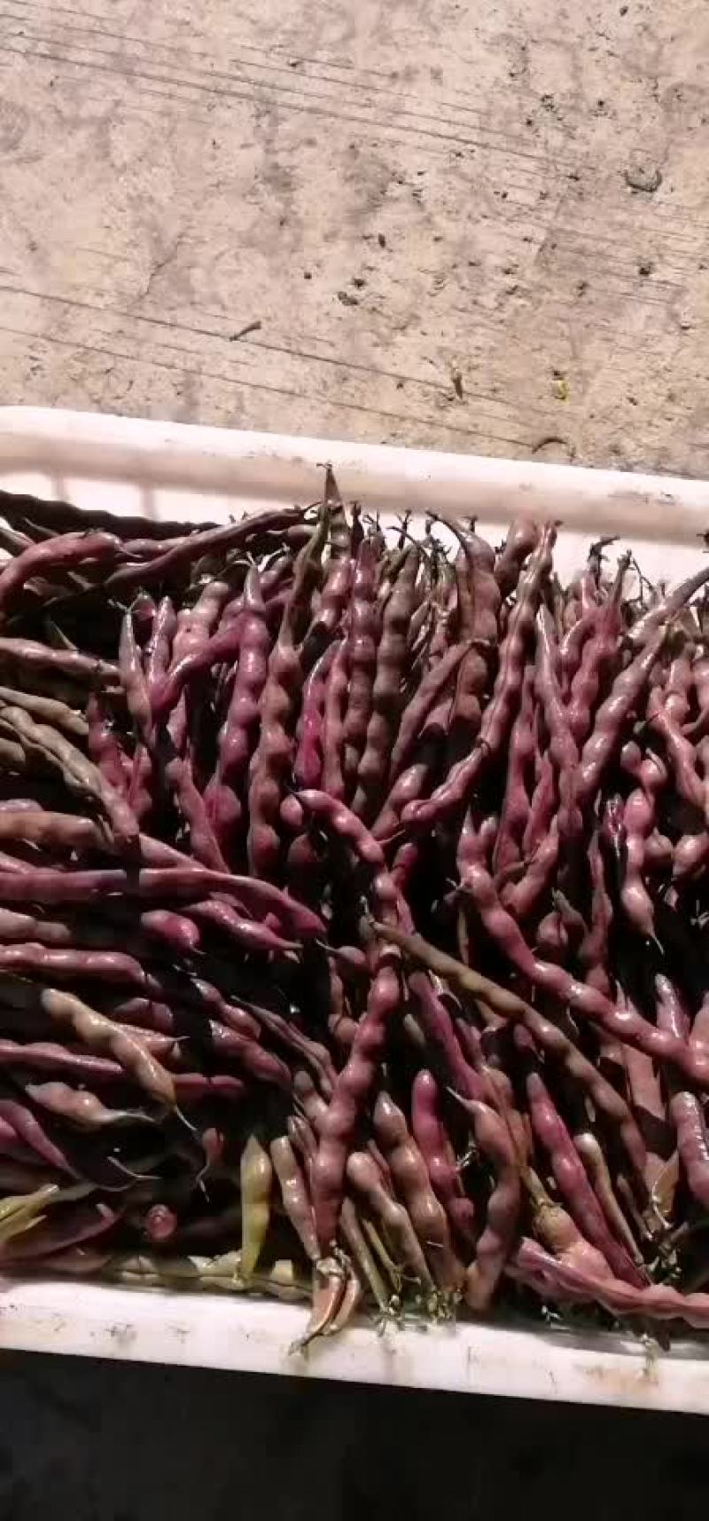 辣椒四季豆量开始上来了