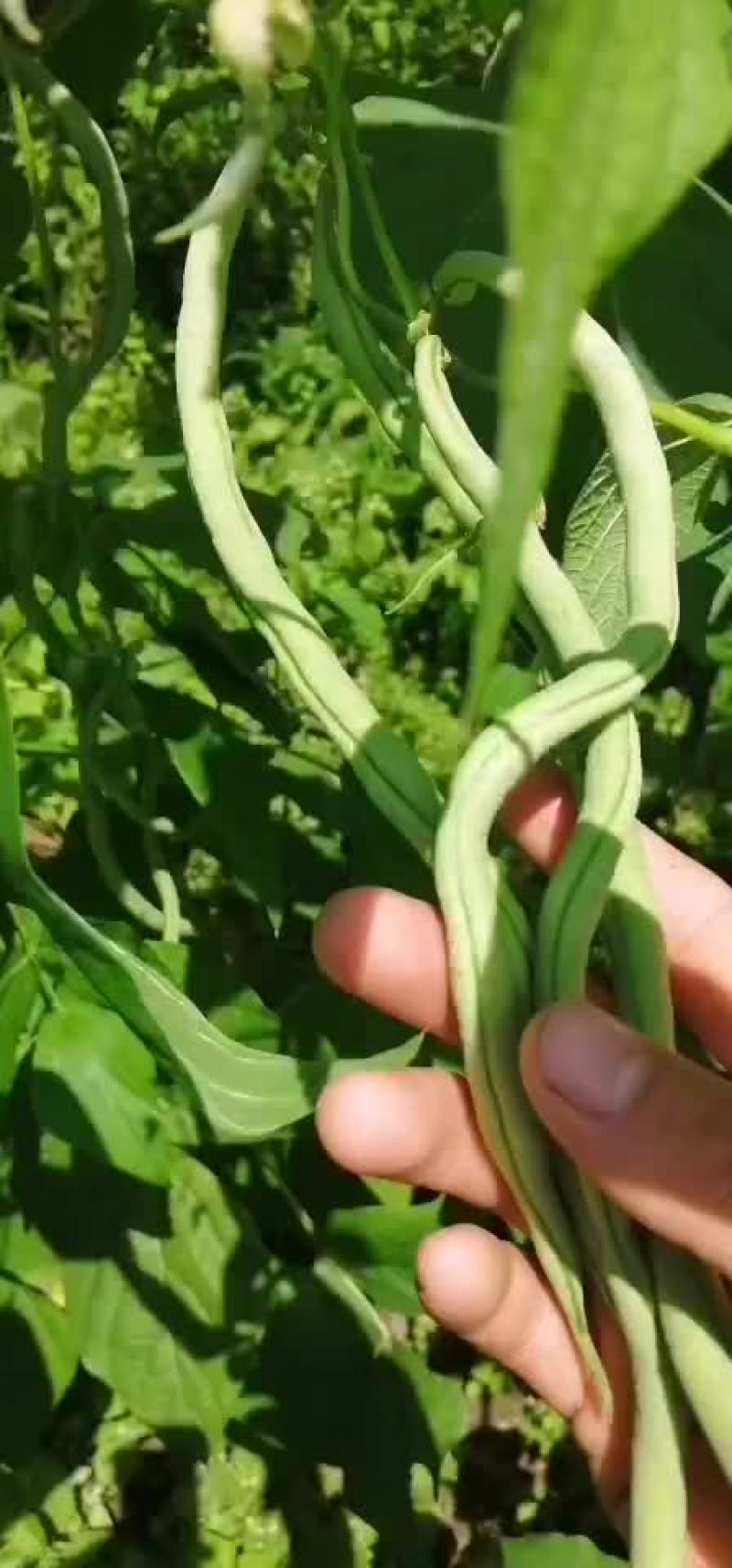 辣椒四季豆量开始上来了