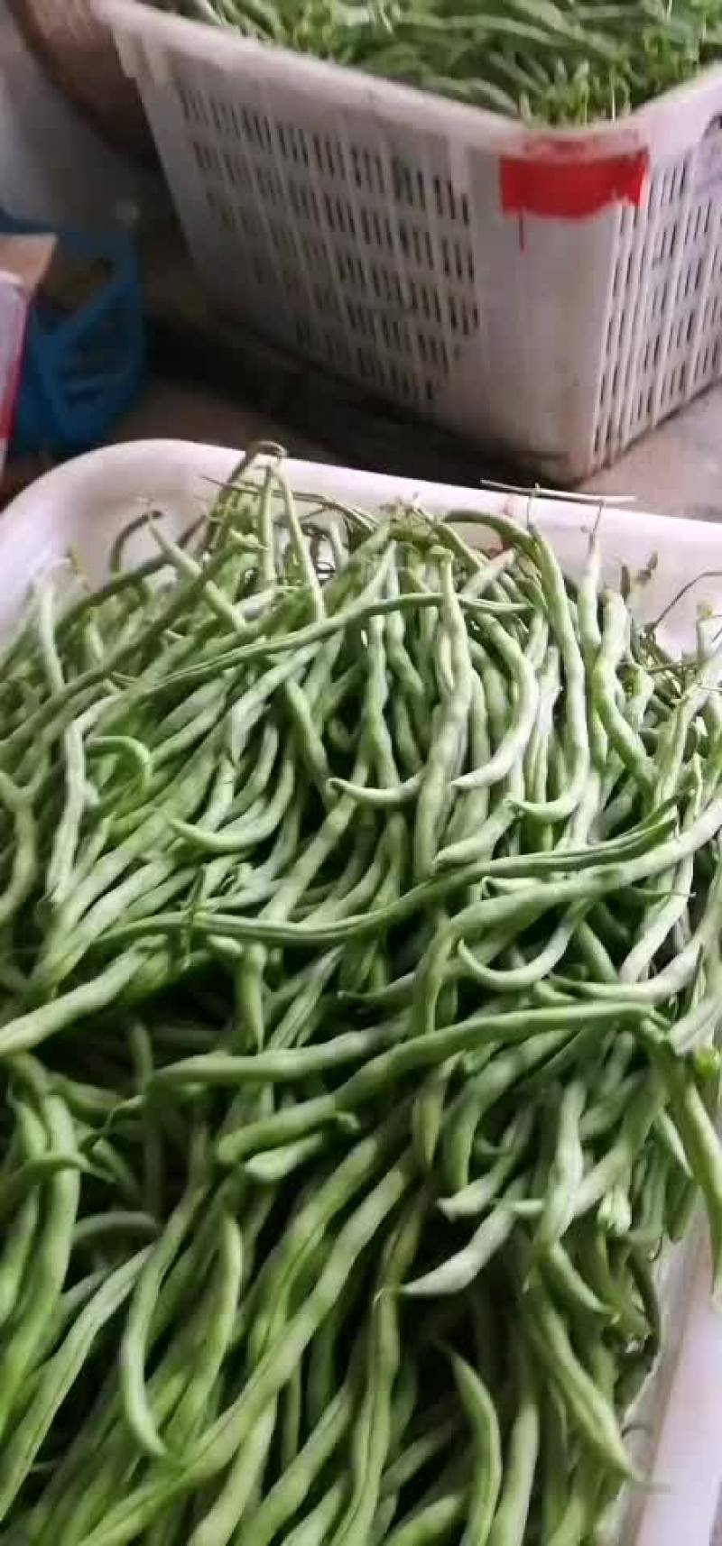 辣椒四季豆量开始上来了