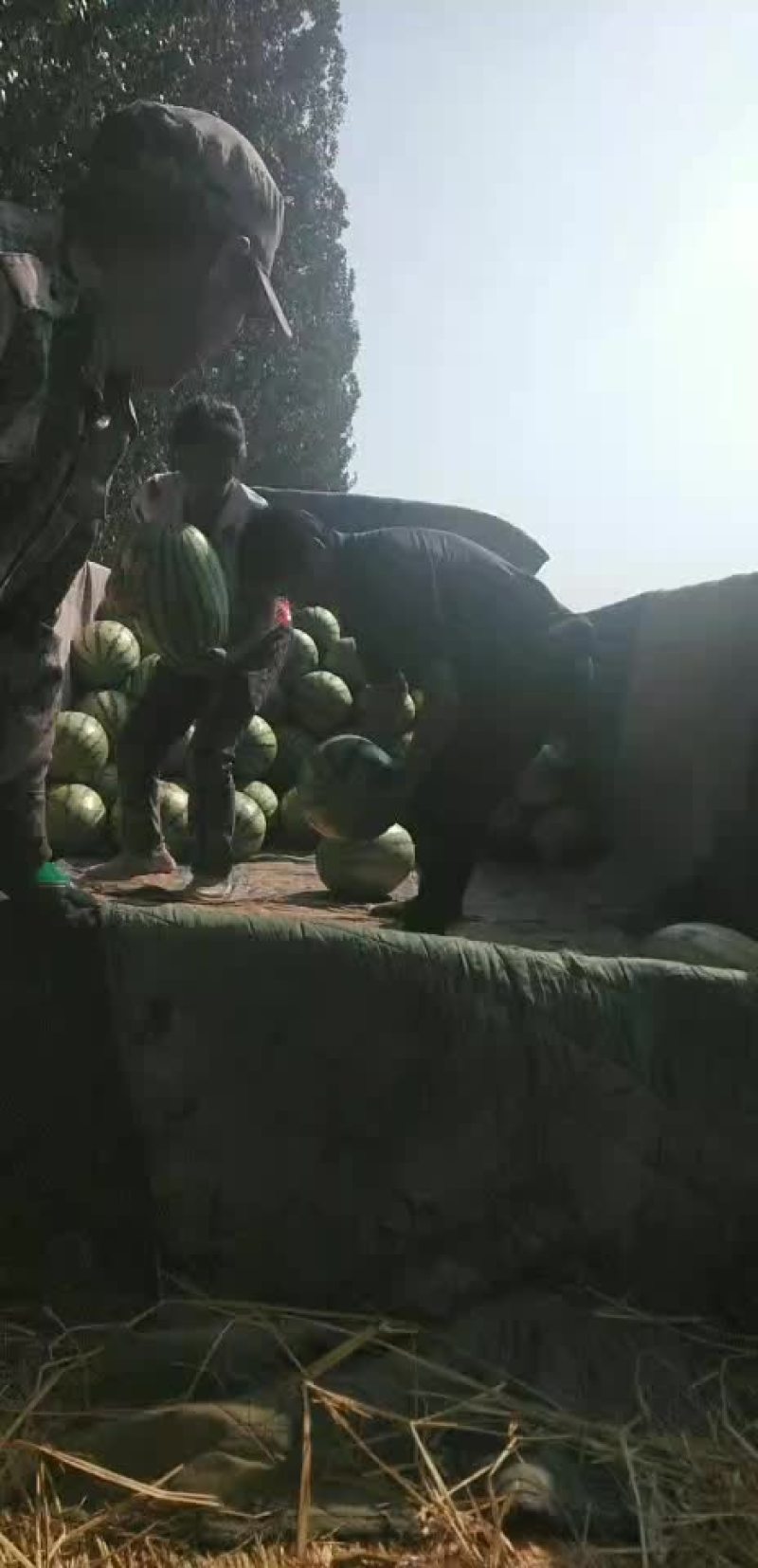 沙土地的西瓜