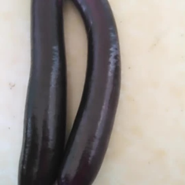 紫红长茄