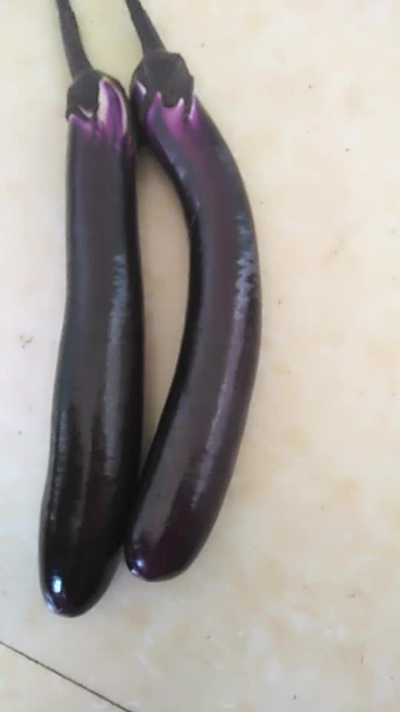 紫红长茄