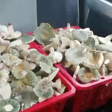野生菌