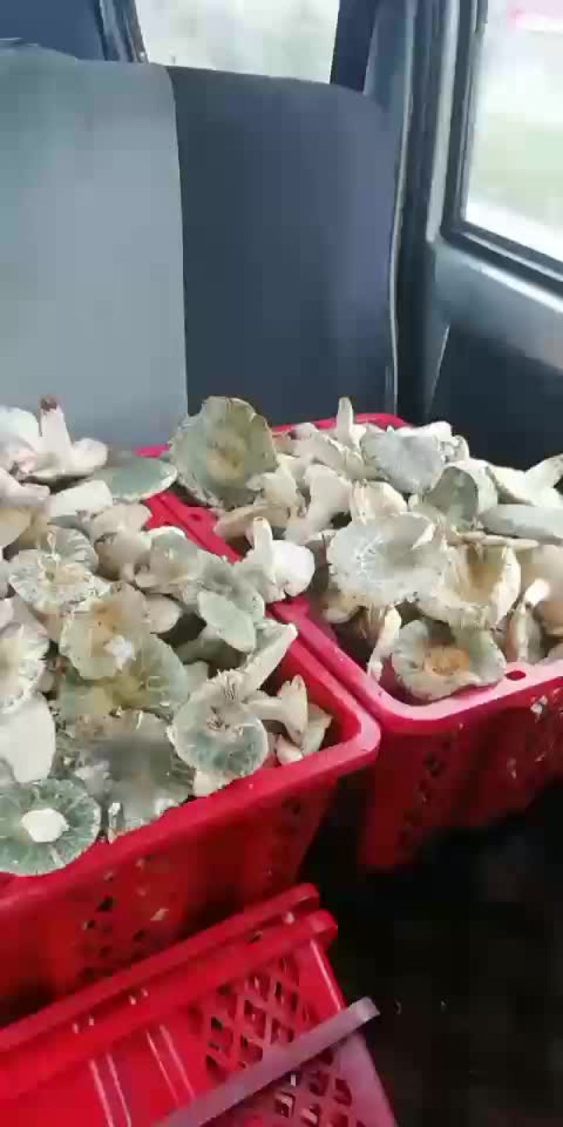 野生菌