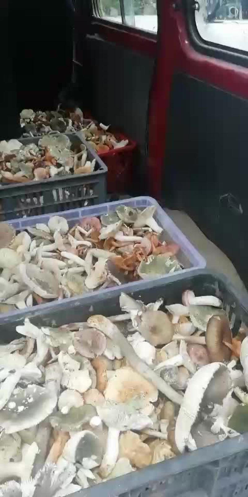 野生菌