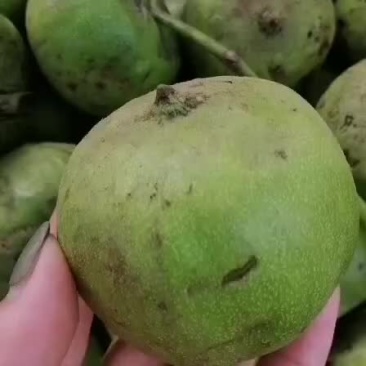 文玩核桃青皮