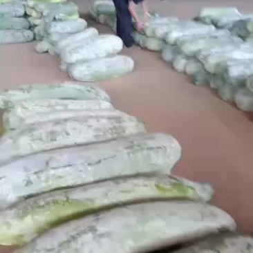 精品白皮冬瓜
