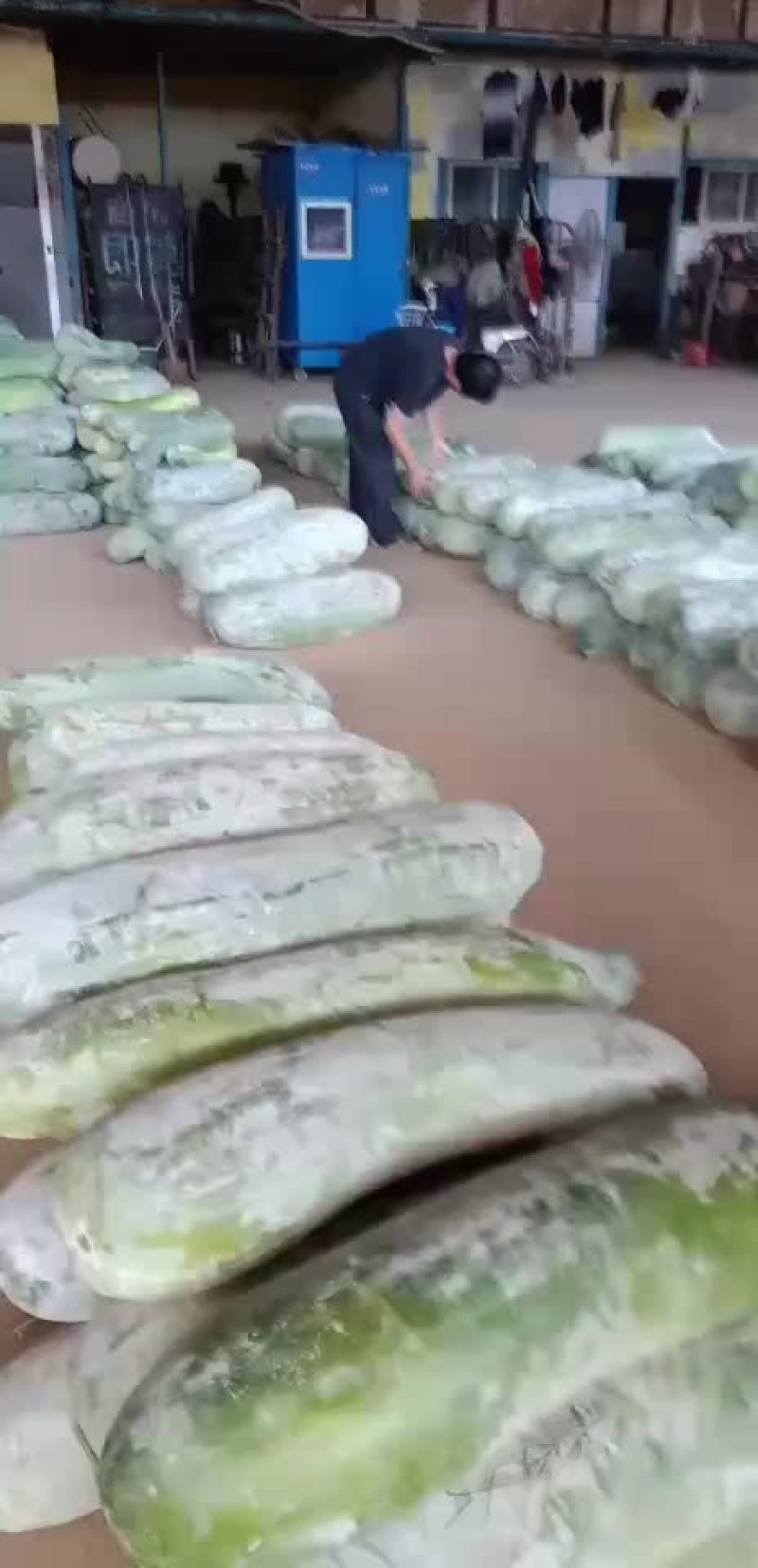 精品白皮冬瓜