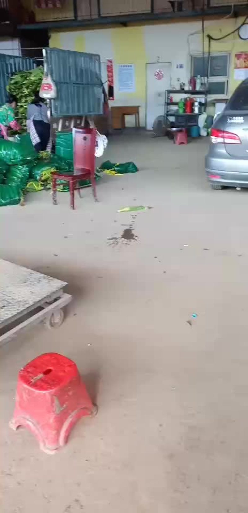 精品白皮冬瓜
