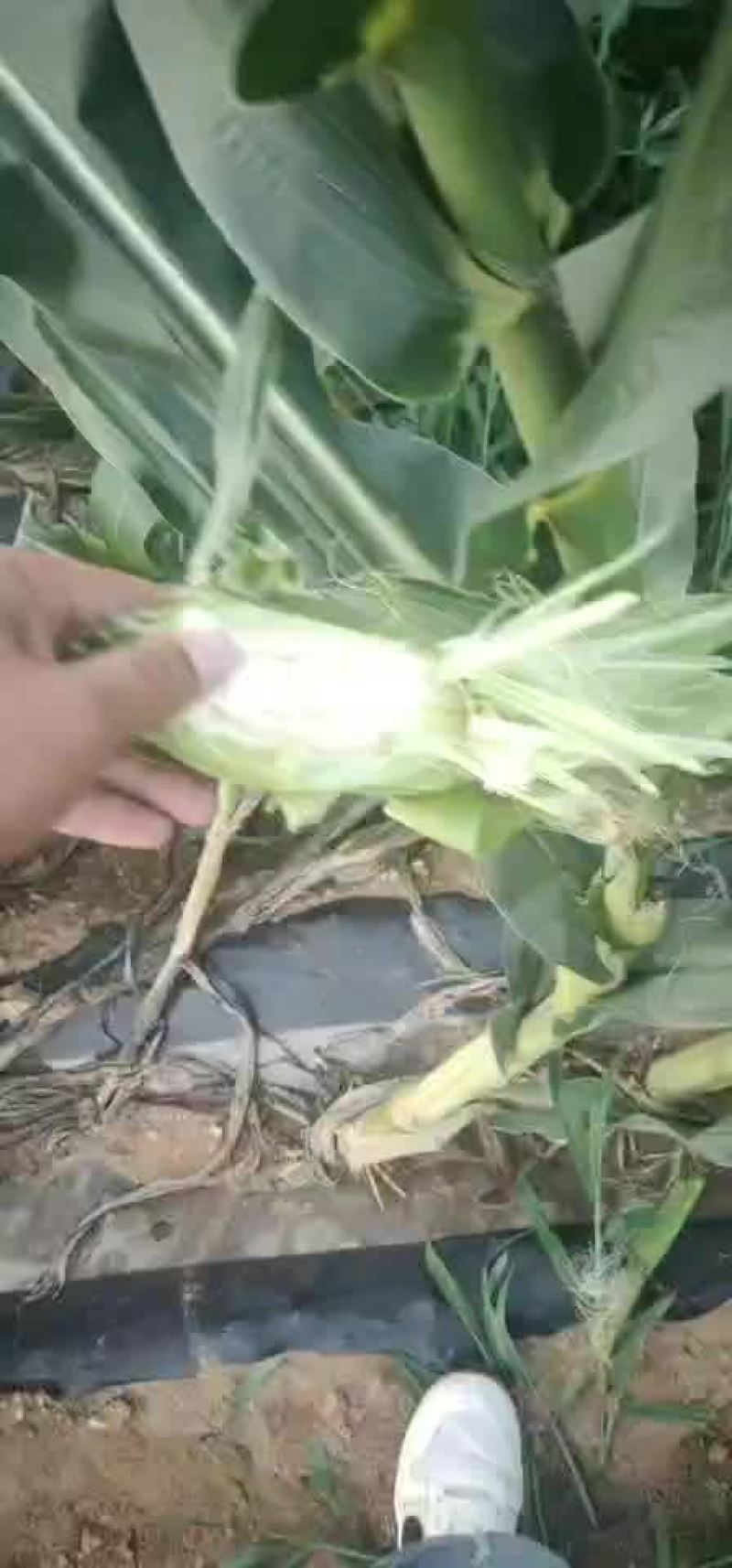 万诺玉米大量供应