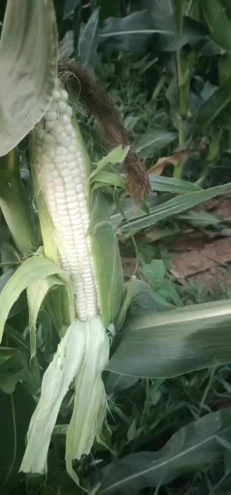 万诺玉米大量供应
