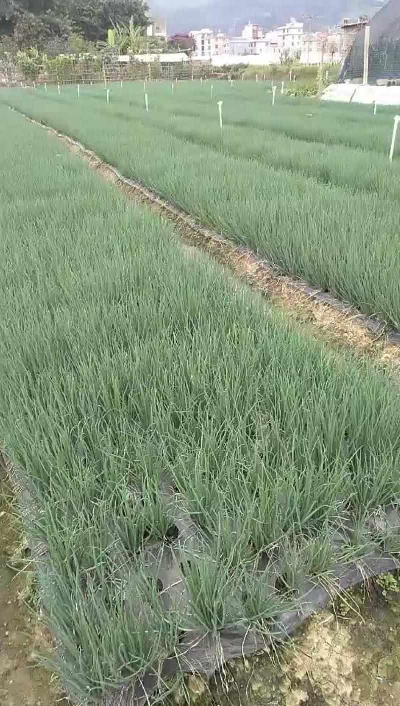 靓小葱