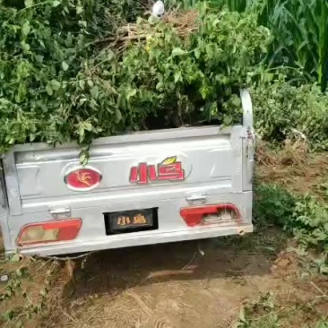 大量供应金银花苗……
