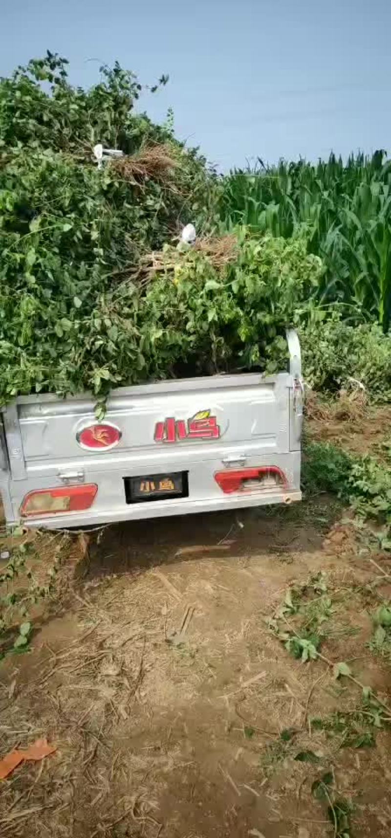 大量供应金银花苗……