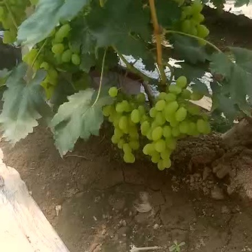 维多利亚葡萄。