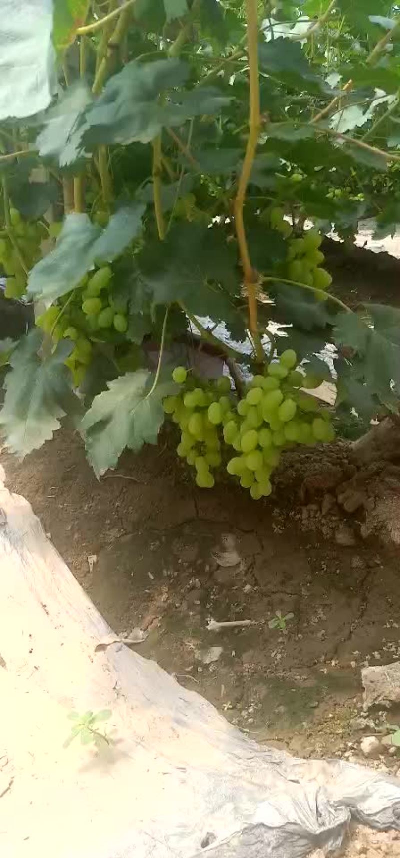 维多利亚葡萄。
