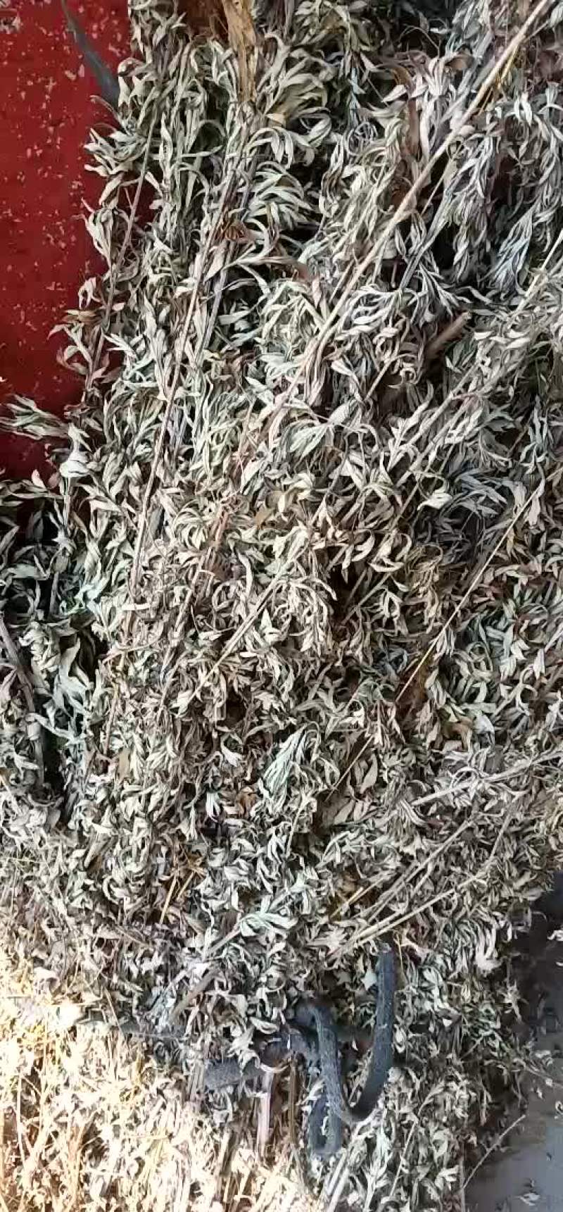 大量供应纯野生干艾叶
