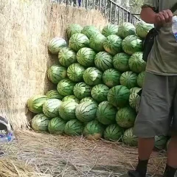 沙地西瓜金城5