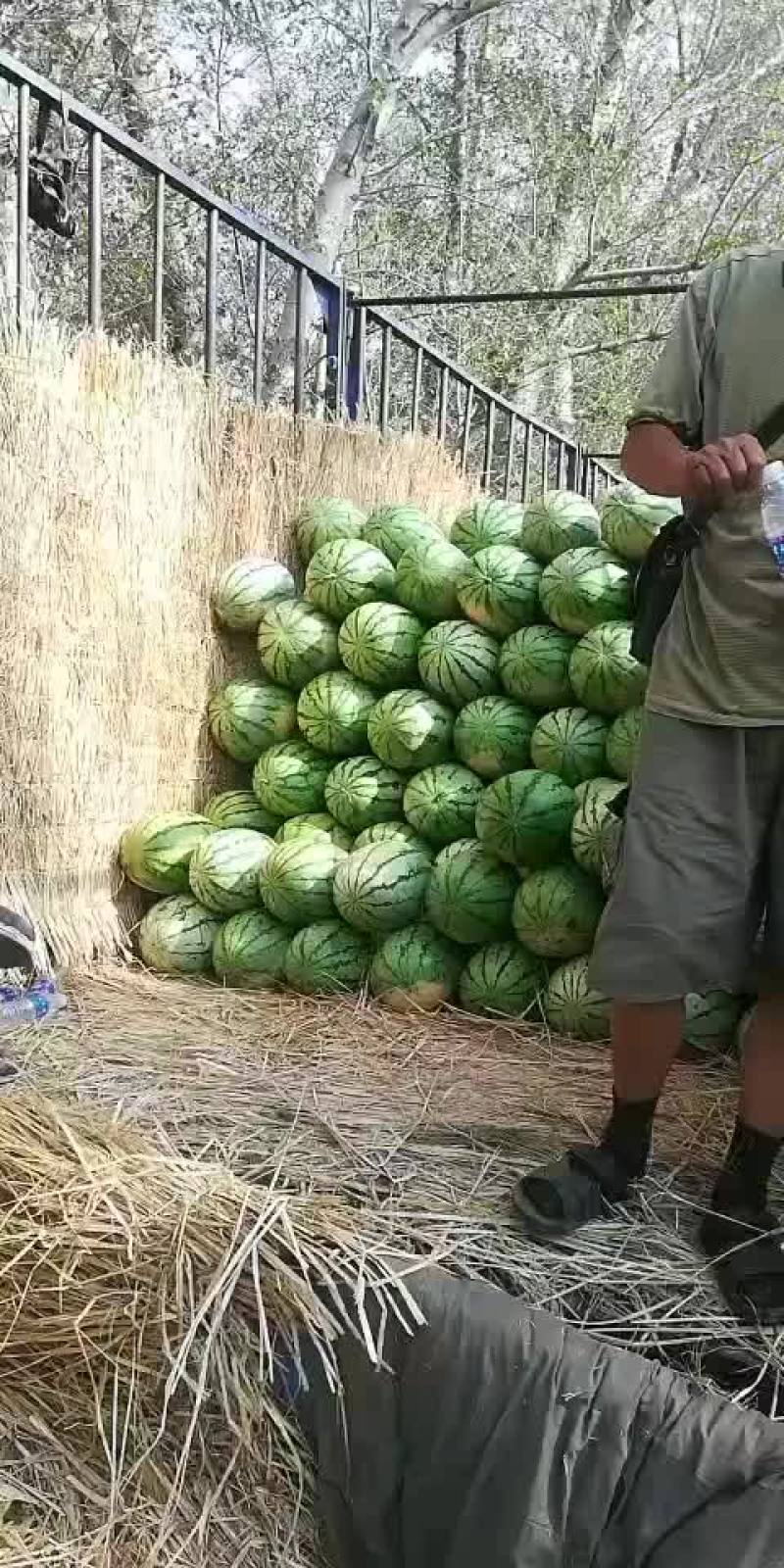 沙地西瓜金城5
